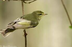 Wood Warbler