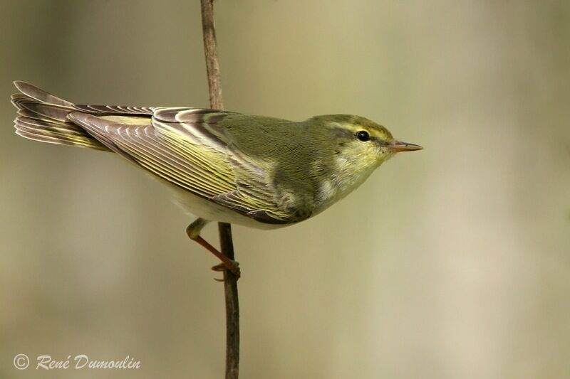 Pouillot siffleur mâle adulte, identification