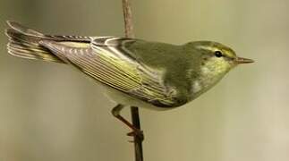 Wood Warbler