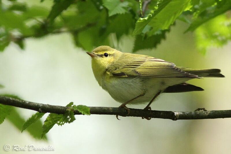 Wood Warbler male adult, identification