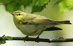 Wood Warbler