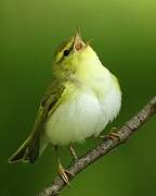 Wood Warbler