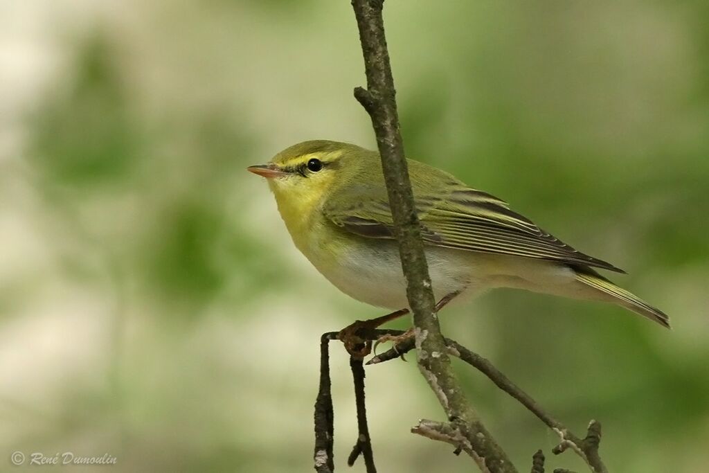 Pouillot siffleur mâle adulte nuptial, identification