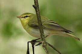 Wood Warbler