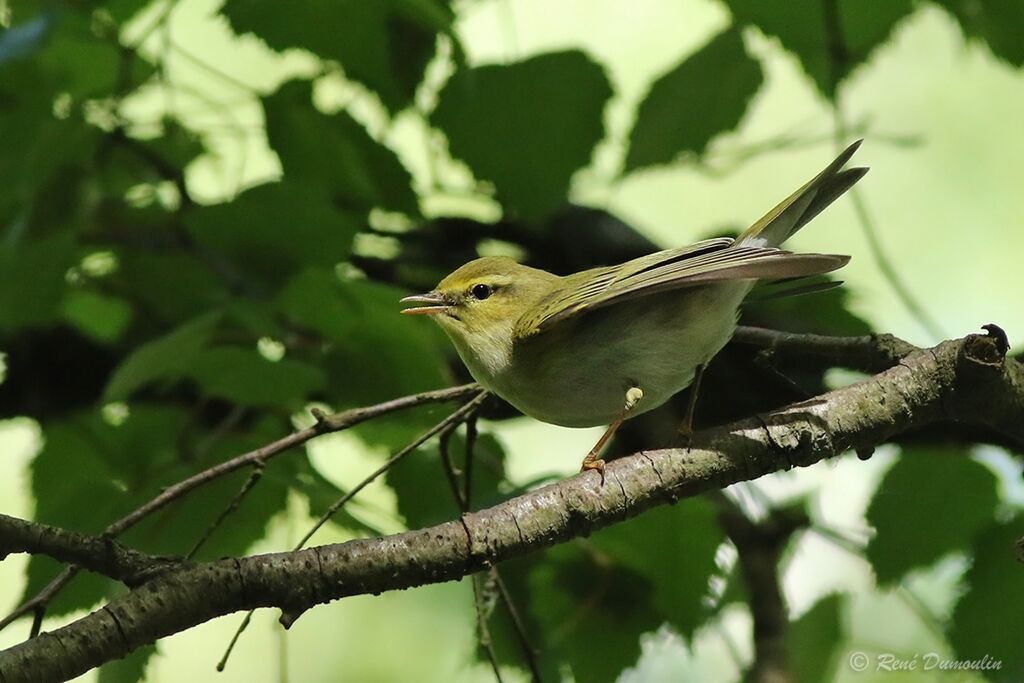 Wood Warbler male adult breeding, identification, song