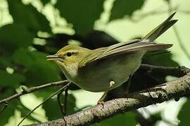 Wood Warbler