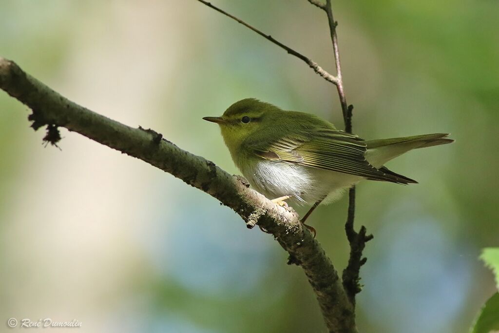 Wood Warbler male adult, identification