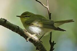 Wood Warbler