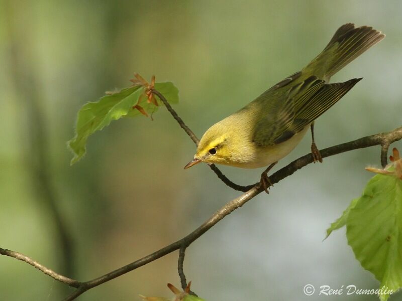 Pouillot siffleur mâle adulte, identification