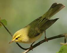 Wood Warbler