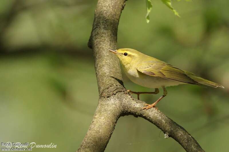 Pouillot siffleur mâle adulte, identification