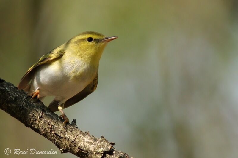 Wood Warbler male adult, identification