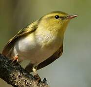 Wood Warbler