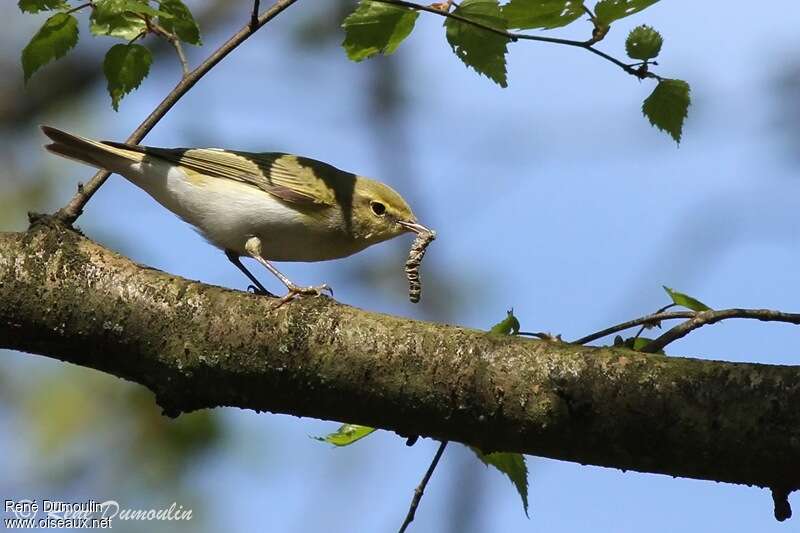 Wood Warbleradult, feeding habits