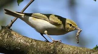 Wood Warbler