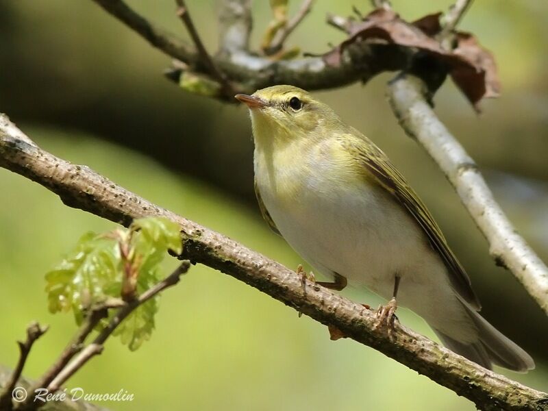 Pouillot siffleur mâle adulte, identification