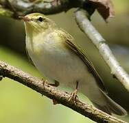 Wood Warbler