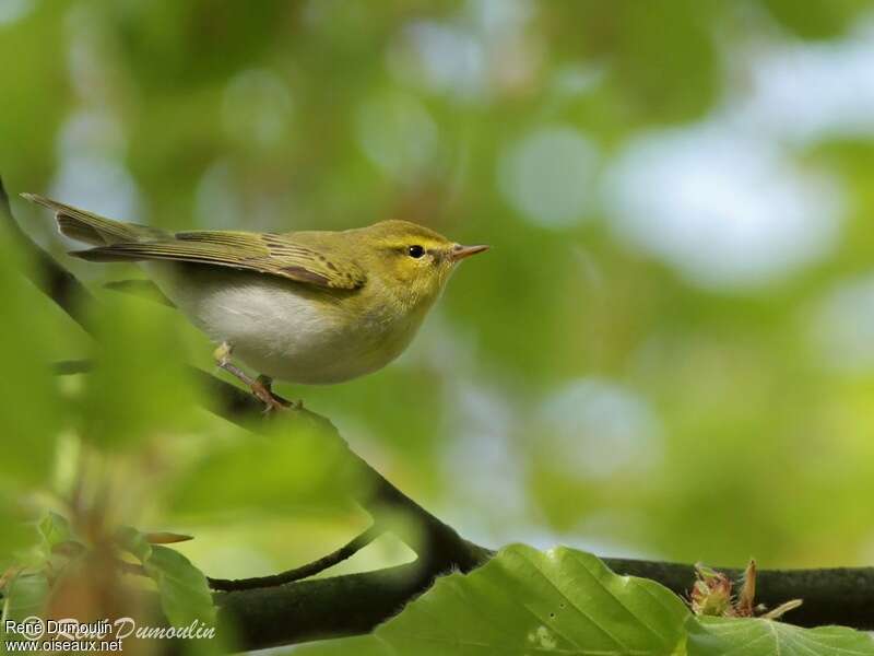 Wood Warbler male adult, identification