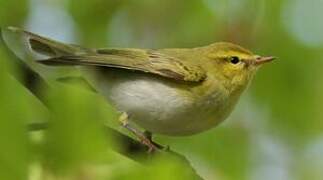 Wood Warbler