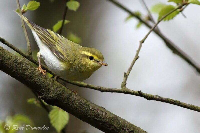 Pouillot siffleur mâle adulte, identification