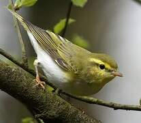 Wood Warbler