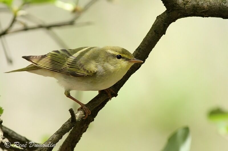 Wood Warbler male adult, identification