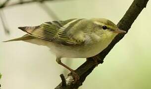 Wood Warbler