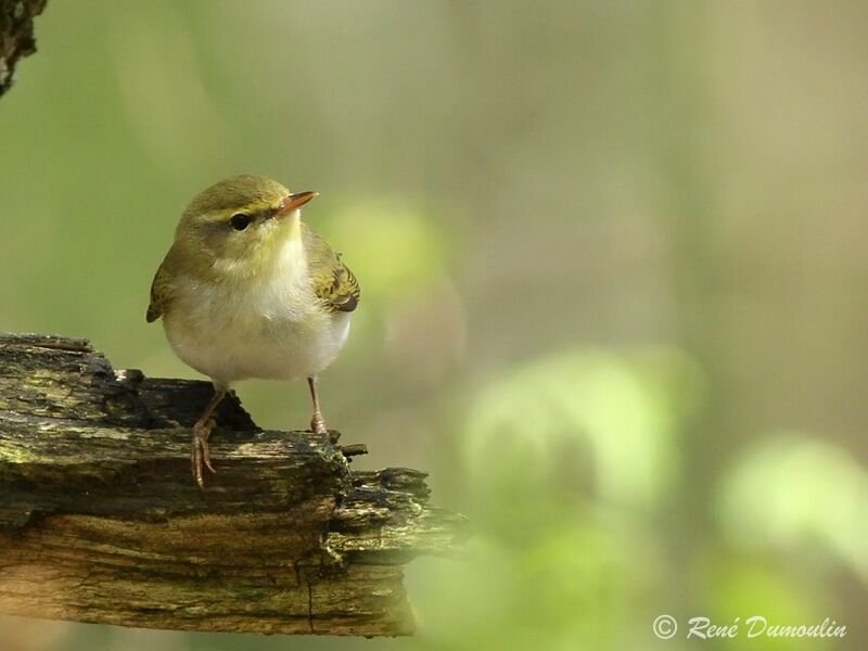 Wood Warbler male adult, identification