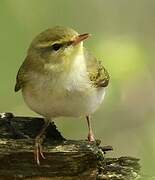 Wood Warbler