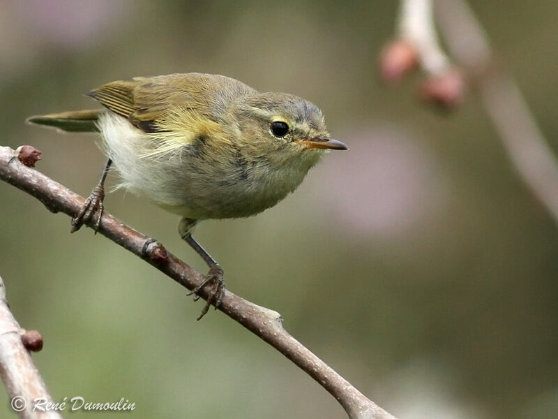 Pouillot véloceadulte, identification