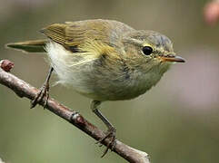 Common Chiffchaff