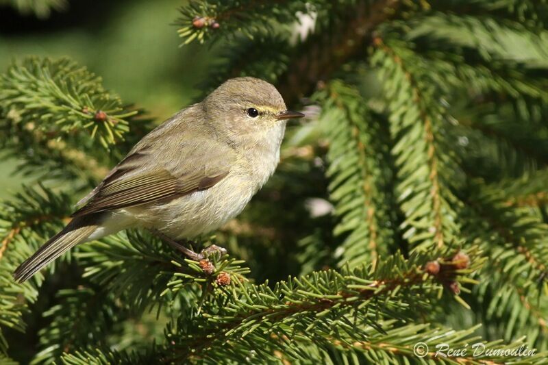 Common Chiffchaffadult, identification