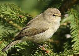 Common Chiffchaff