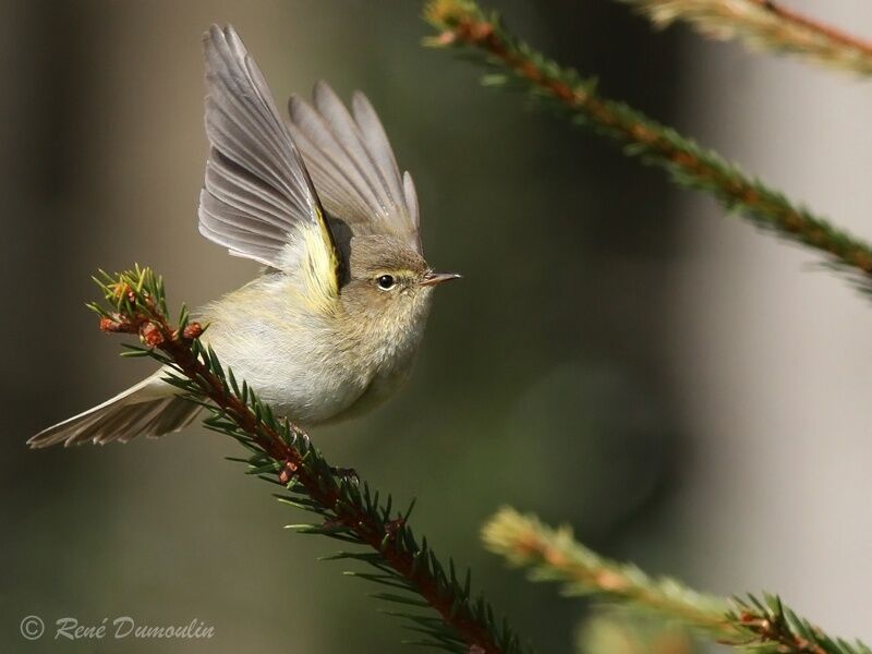 Common Chiffchaffadult, identification