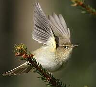 Common Chiffchaff