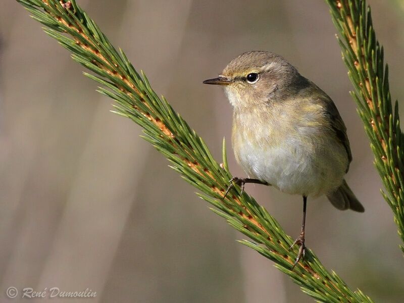 Common Chiffchaffadult, identification