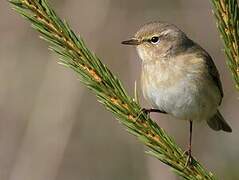 Common Chiffchaff