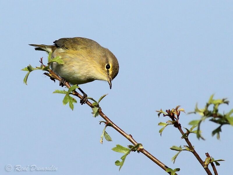 Common Chiffchaff, identification