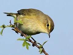 Common Chiffchaff