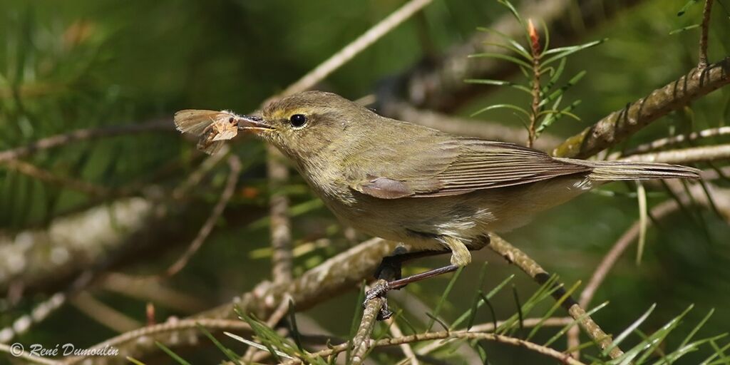 Common Chiffchaff male adult, identification, eats