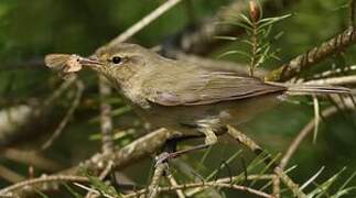 Common Chiffchaff