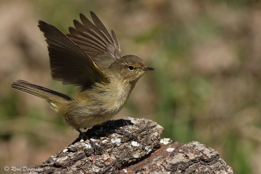 Common Chiffchaff male adult, identification