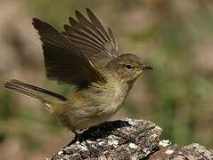 Common Chiffchaff