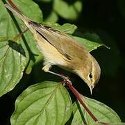 Common Chiffchaff