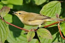 Common Chiffchaff