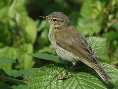 Common Chiffchaff