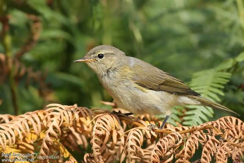 Common ChiffchaffFirst year, identification