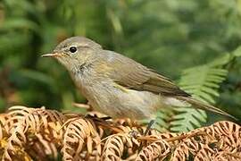 Common Chiffchaff