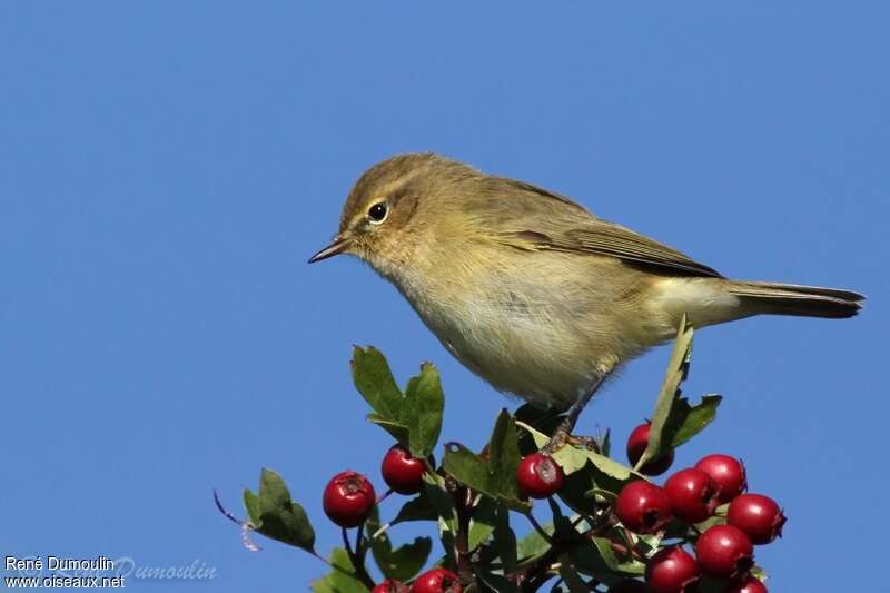 Common ChiffchaffFirst year, pigmentation