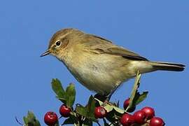 Common Chiffchaff